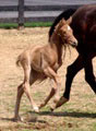 http://www.symranch.com/extras/fo0508/target1.html