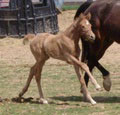 http://www.symranch.com/extras/fo0508/target2.html