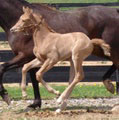 http://www.symranch.com/extras/fo0508/target3.html