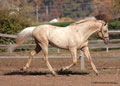 symranch_1__47____e.jpg