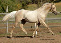 symranch_1__48____e_3.jpg