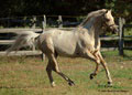 symranch_1__51____e.jpg