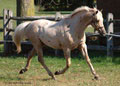 symranch_1__56____e.jpg